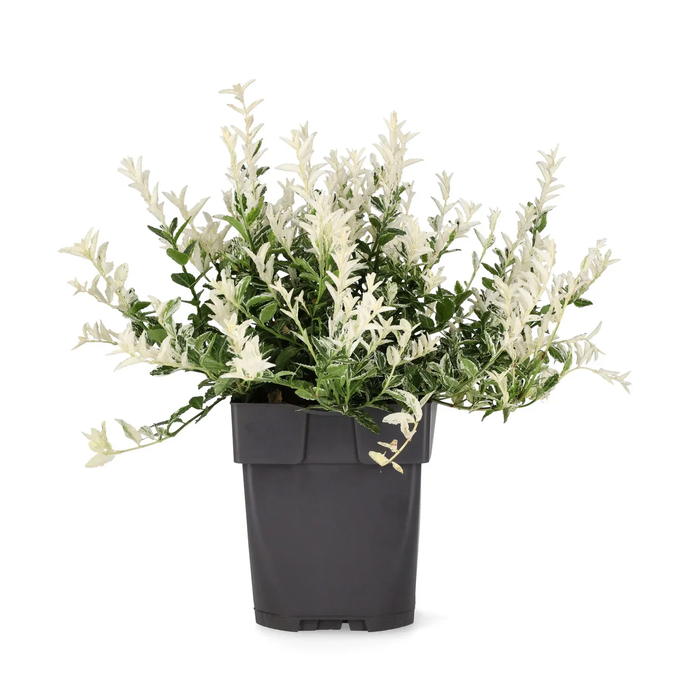 Klatrebeinved 'Harlequin'