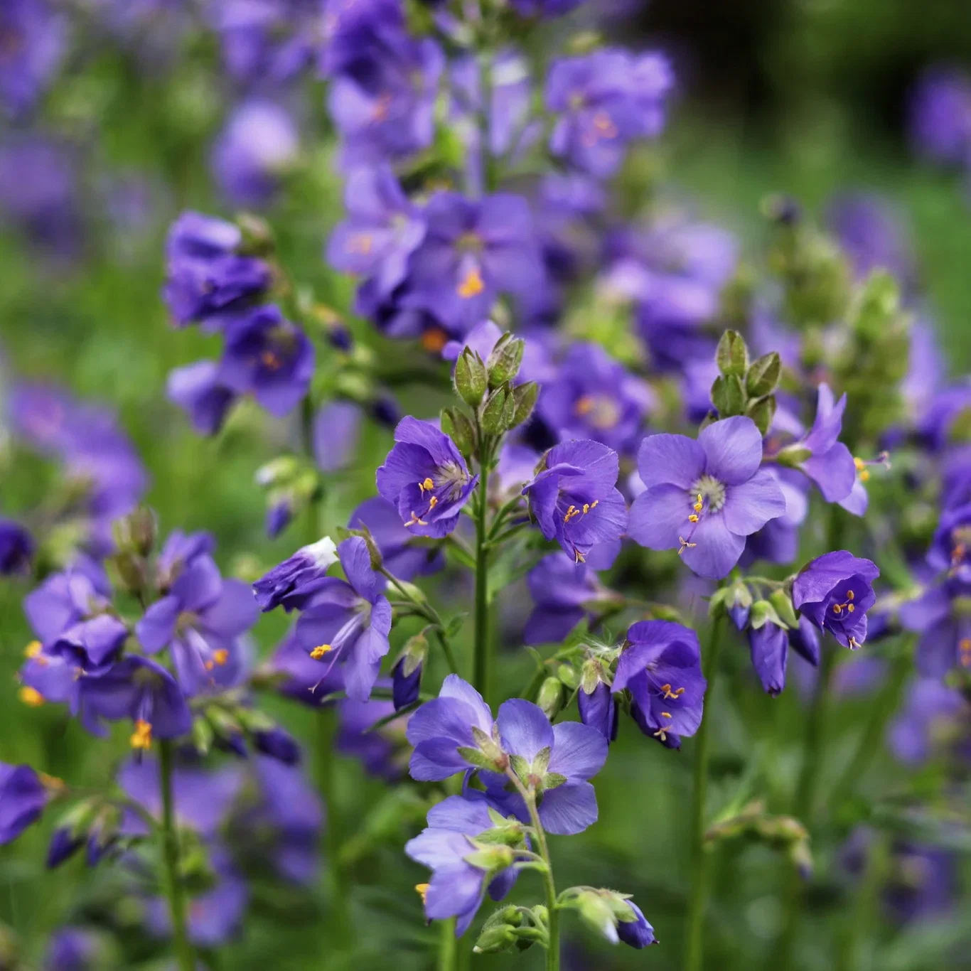 Polemonium 'Heaven Scent' 19cm