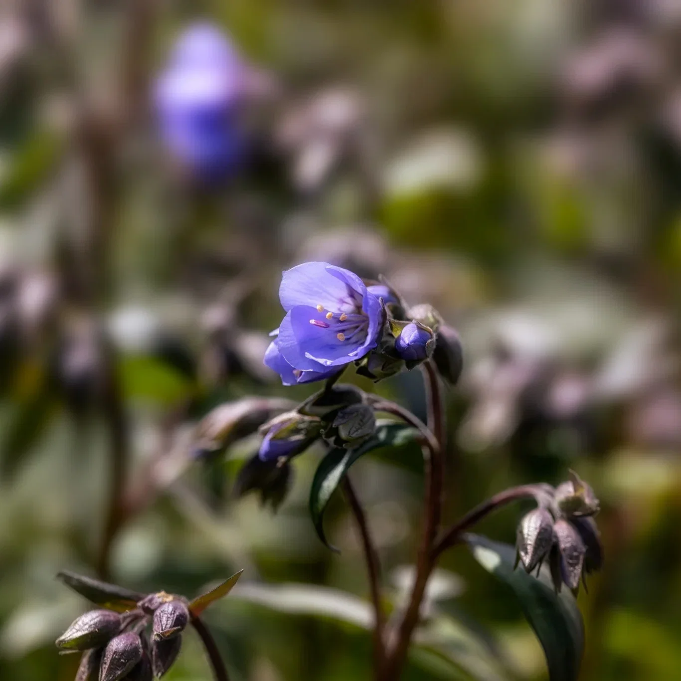 Polemonium 'Heaven Scent' 19cm