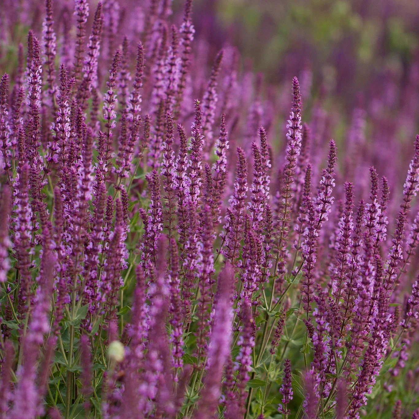 Salvia nem 'Marvel Rose' 17cm