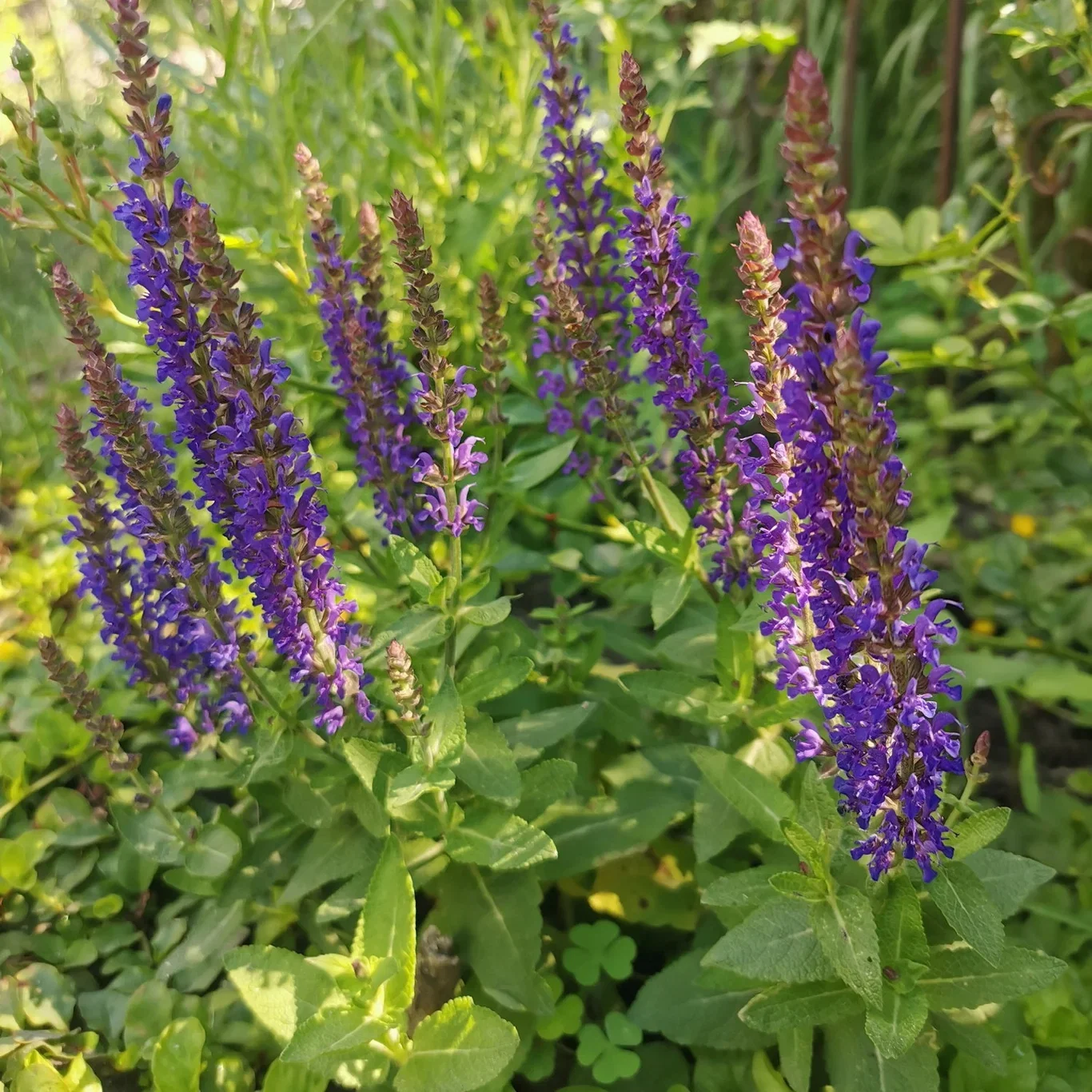 Steppesalvie 'Compact Blue'