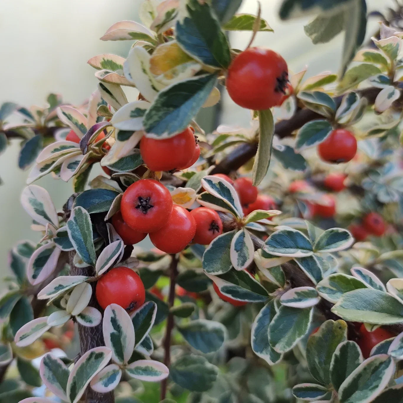 Svensk parkoks bær 'Juliette' på stilk