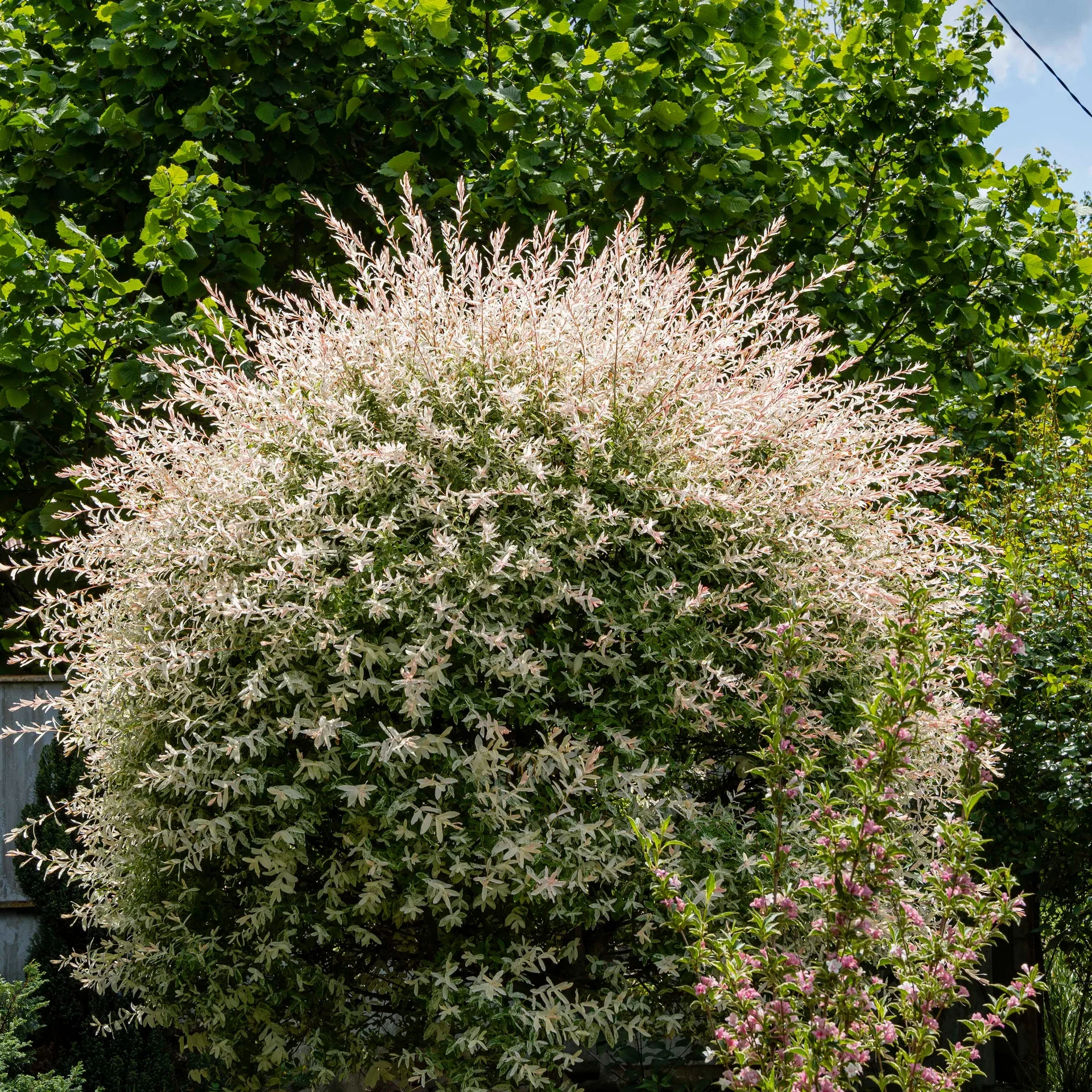 Japanvier 'Hakuro-nishiki' oppstammet