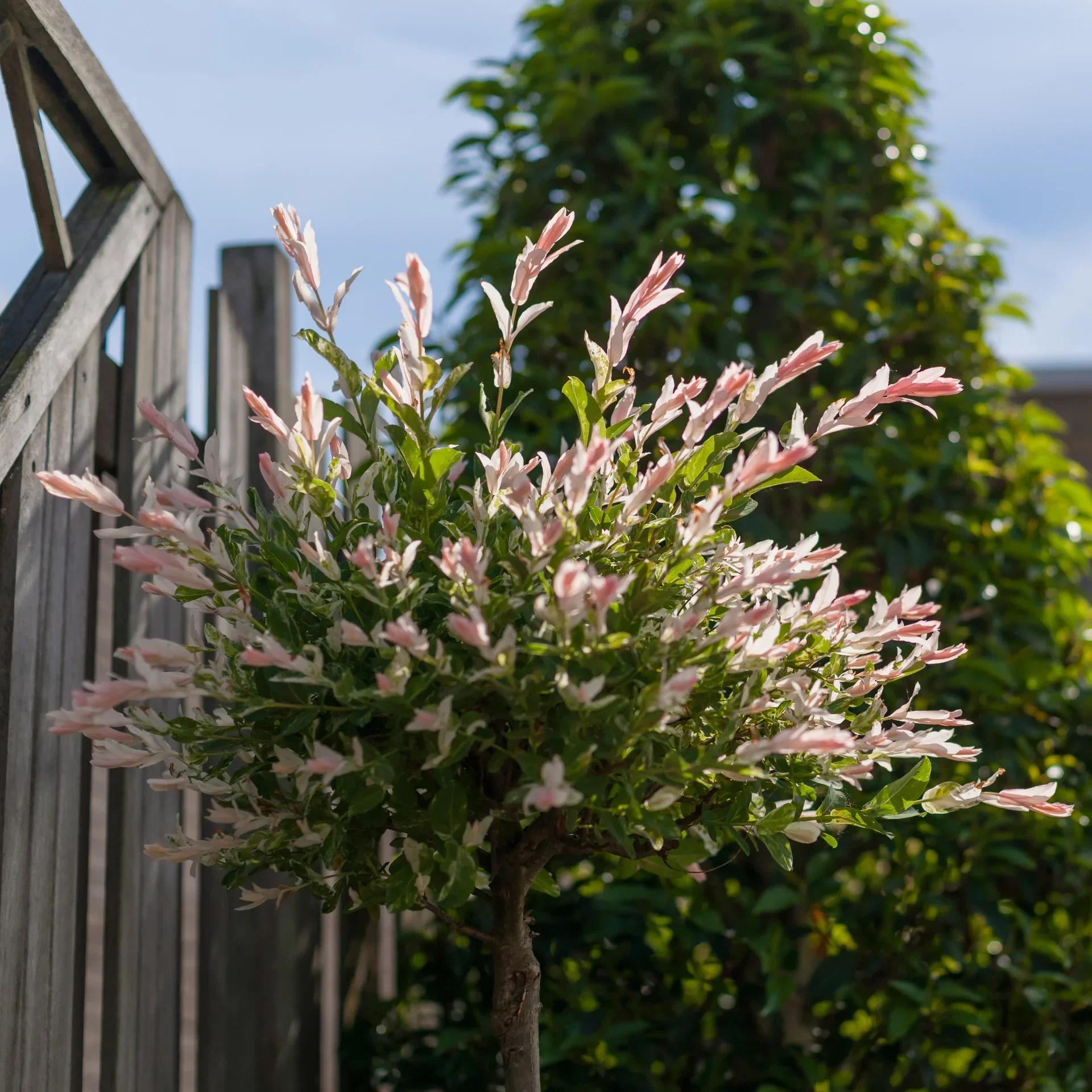 Japanvier 'Hakuro-nishiki' oppstammet