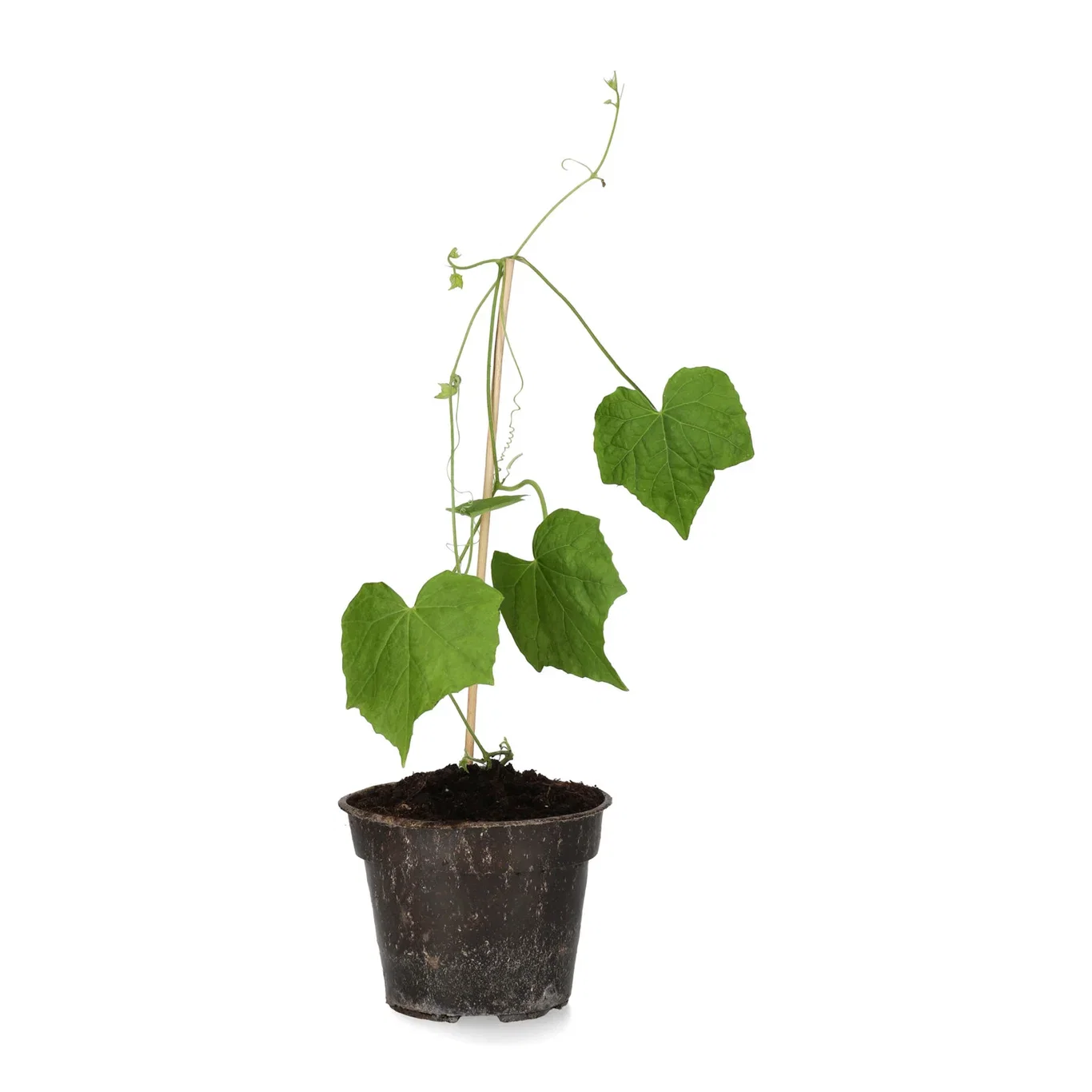 All N. Melothria 'Cucamelon' 10,5 cm