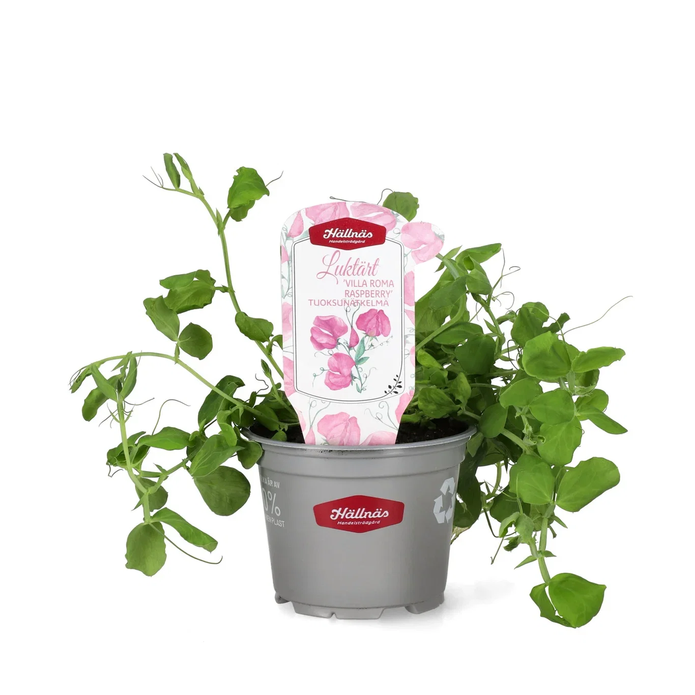 Dverglykt 'Villa Roma Raspberry'