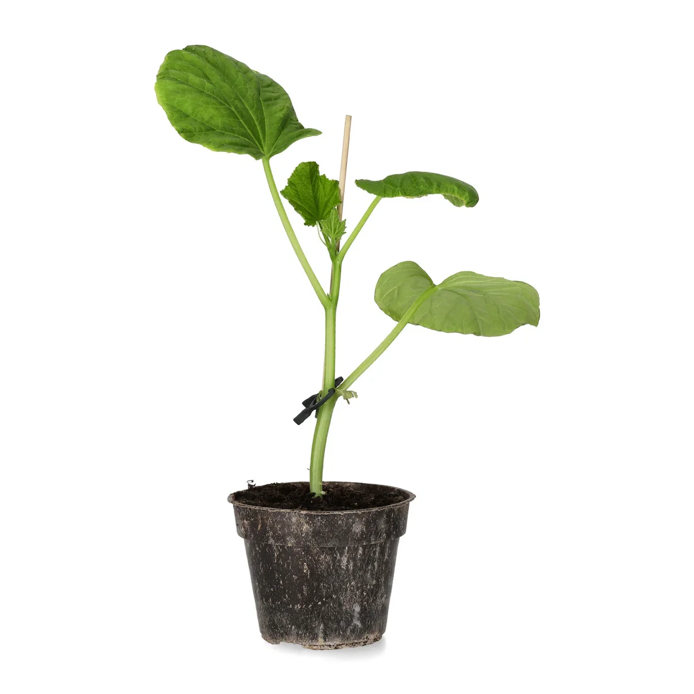 All N. Cucumis sativus snack 'Kaikura' 10,5 cm