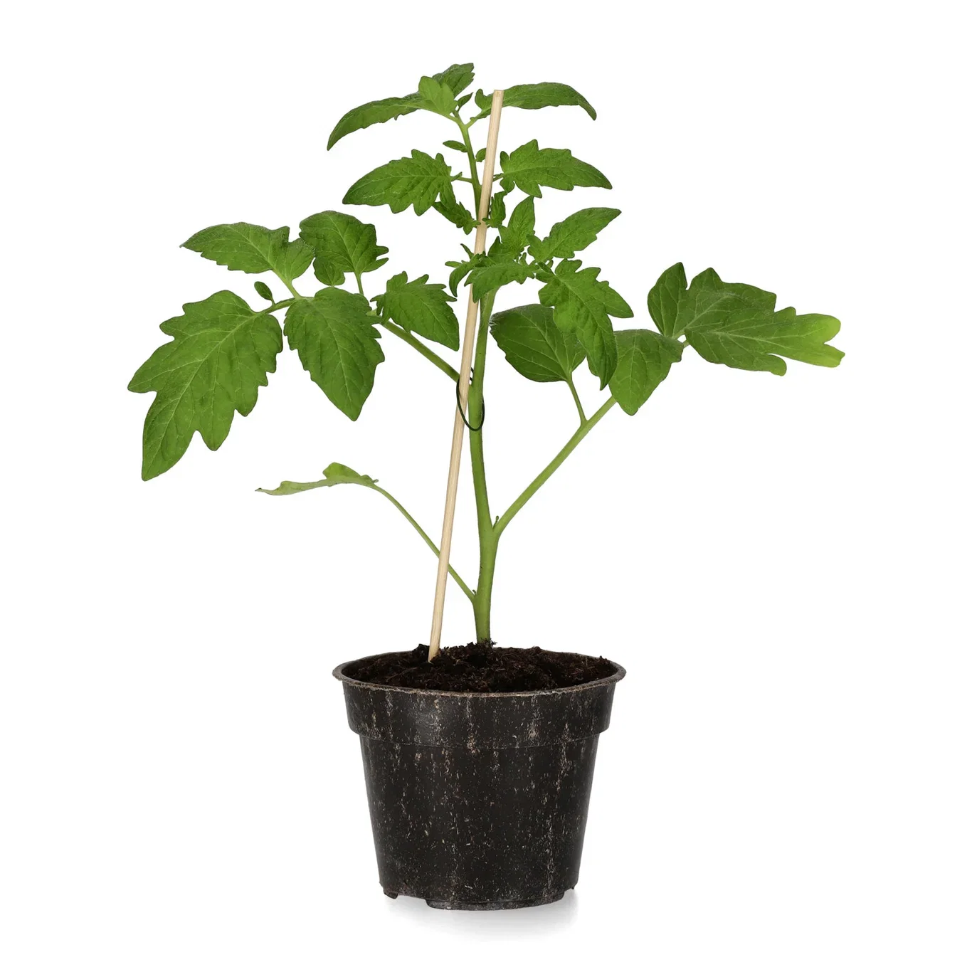 All N. Lycopersicum 'Tomeo' 10,5 cm