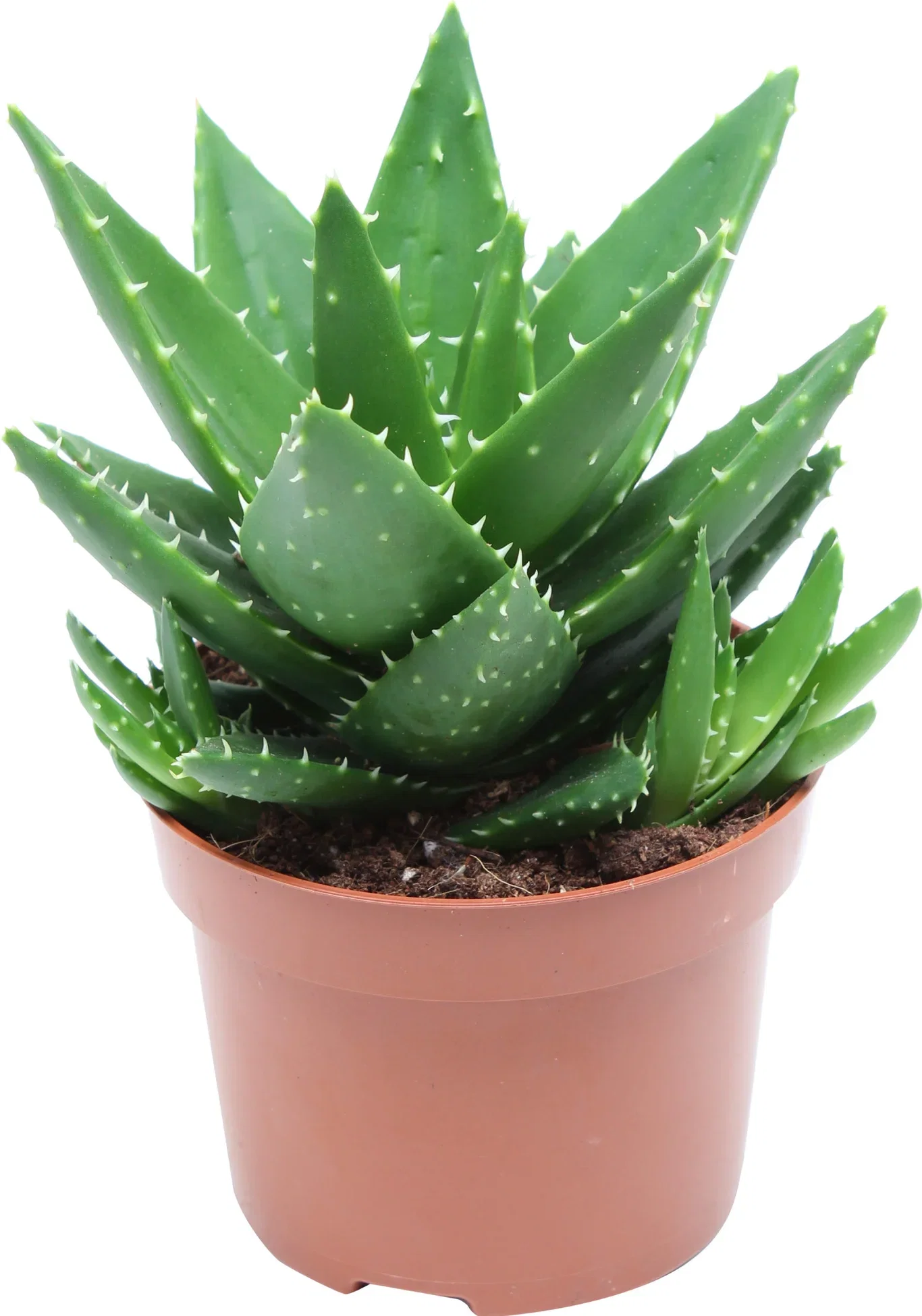 Aloe perfoliata Outdoor Succulent