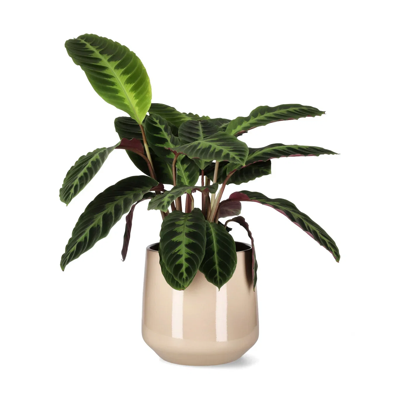 Calathea warscewiczii