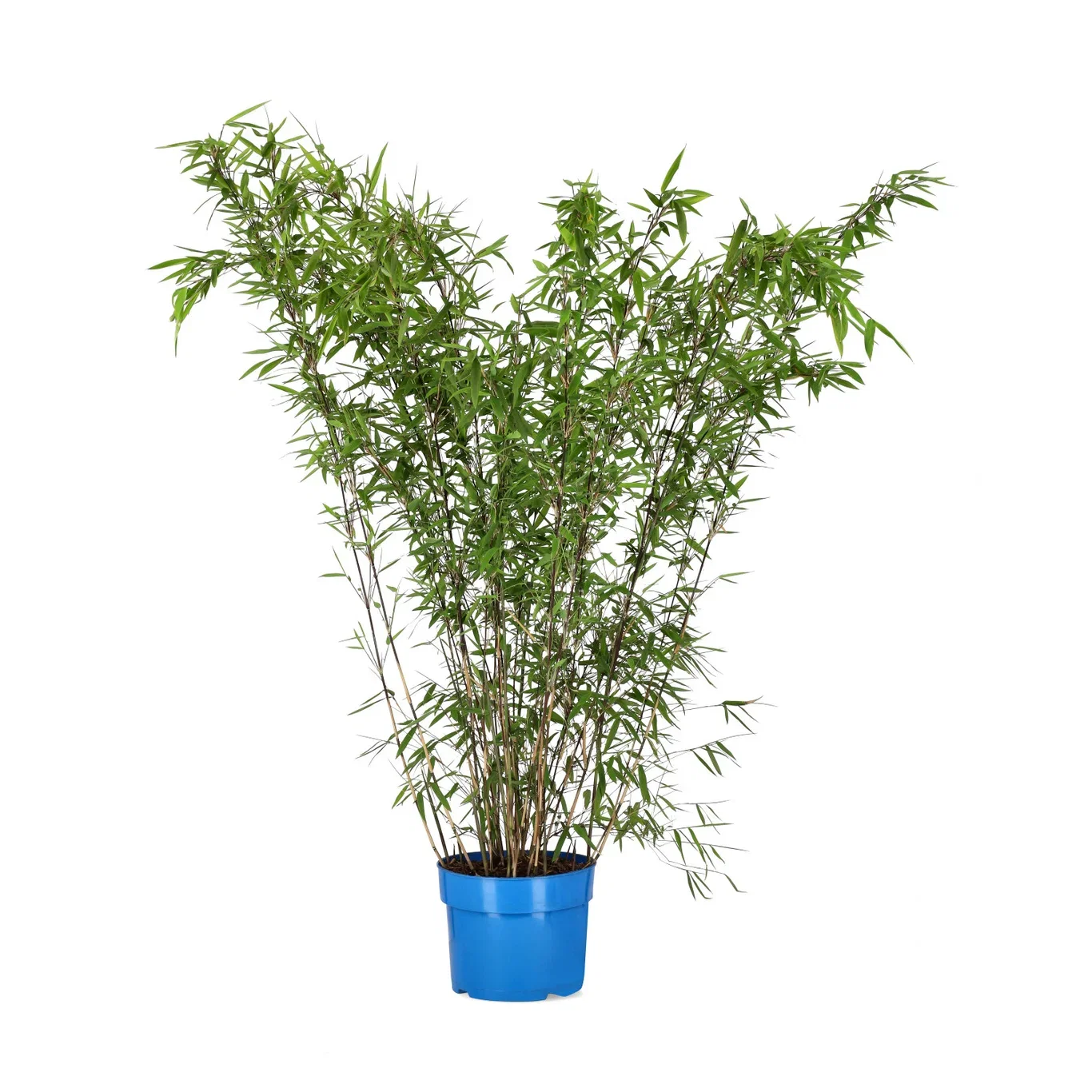 Fargesia nitida 'Wisebear' 23cm