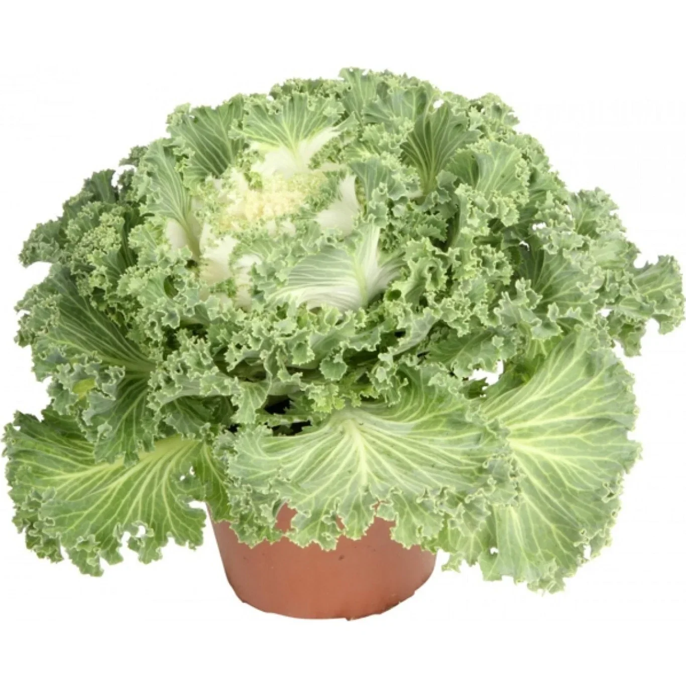 Brassica oleraca 12 cm