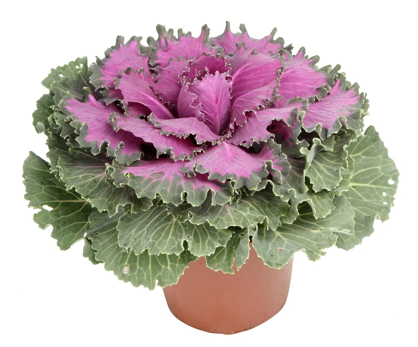 Brassica oleraca 12 cm