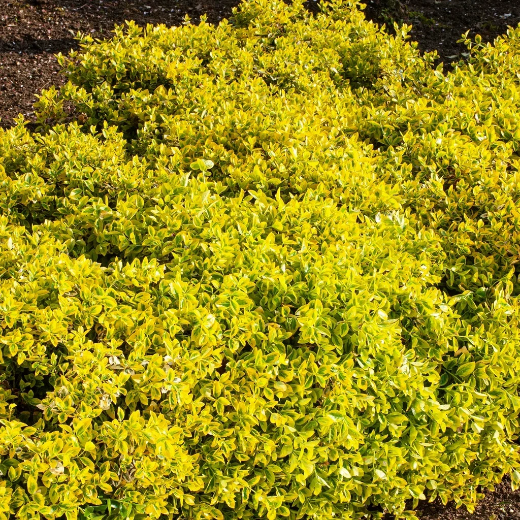 Euonymus fortunei 'Emerald Gold' 23cm