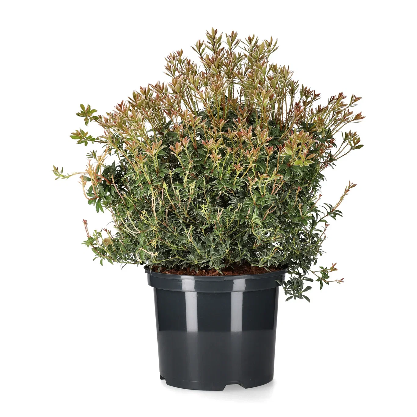 Pieris japonica 'Little Heath' 20cm