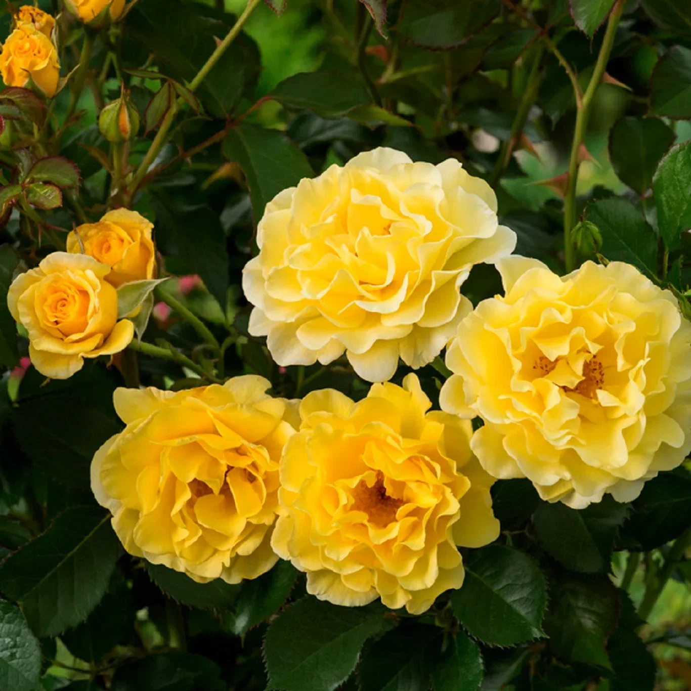 Rosa 'Yellow Submarine' 19cm