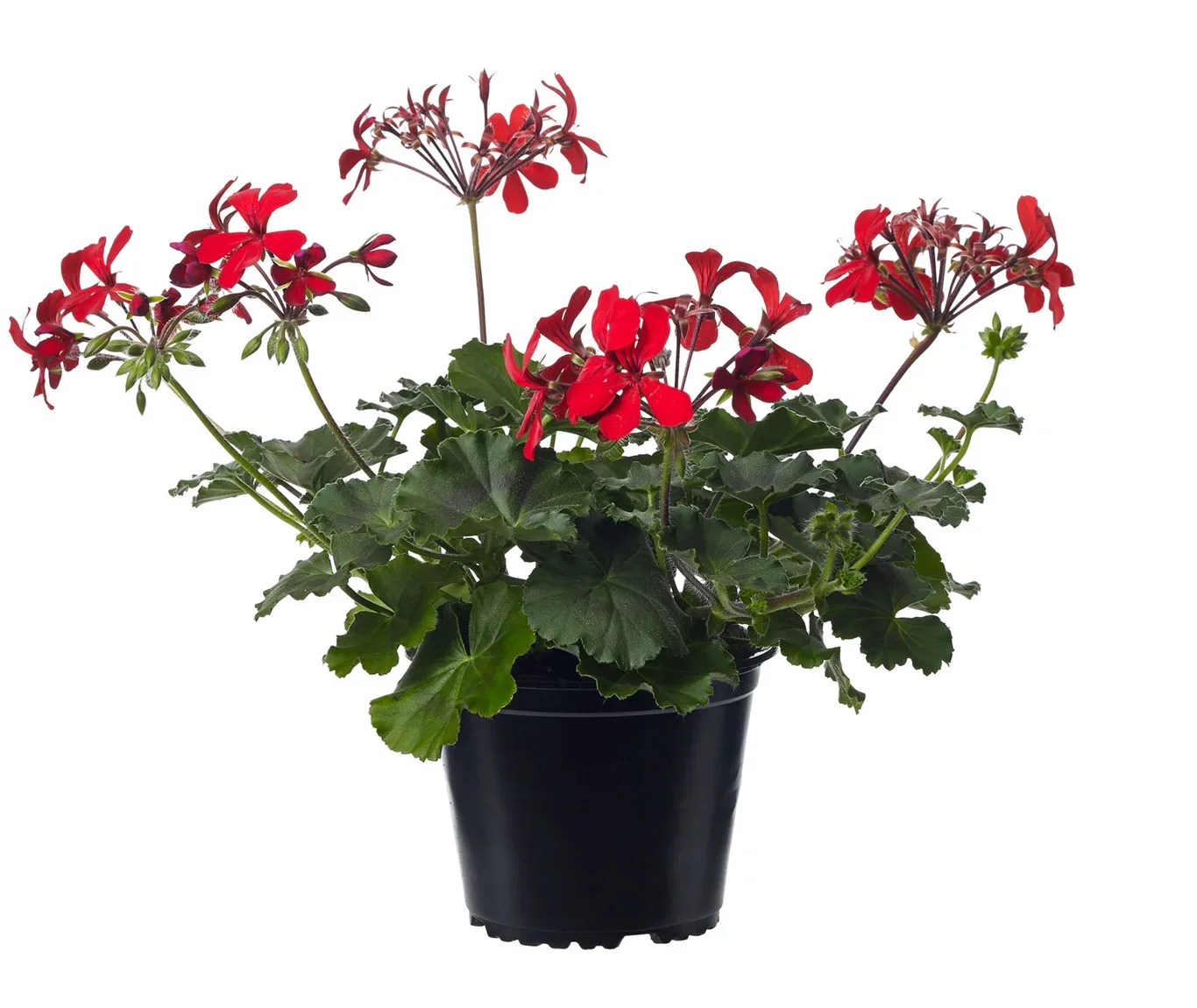 Pelargonia Calliope