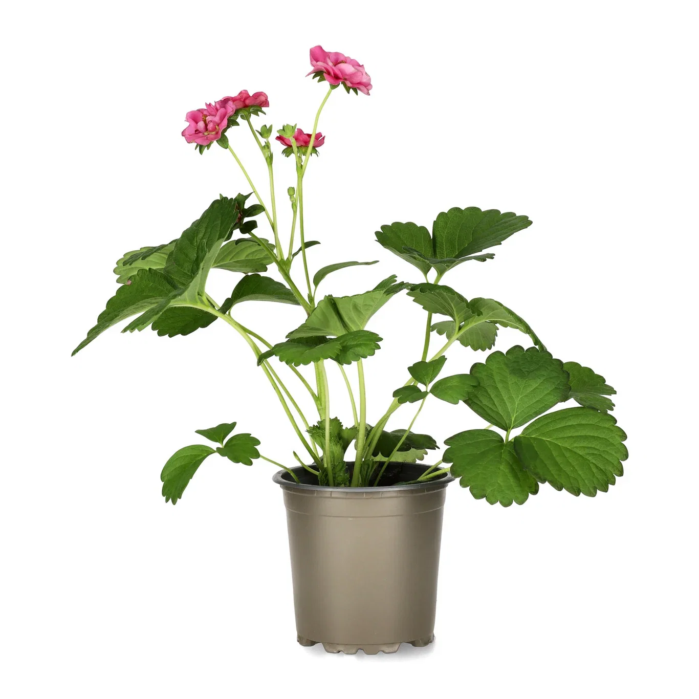 Fragaria x ananassa 'Summer Breeze Rose' KRAV 10,5cm