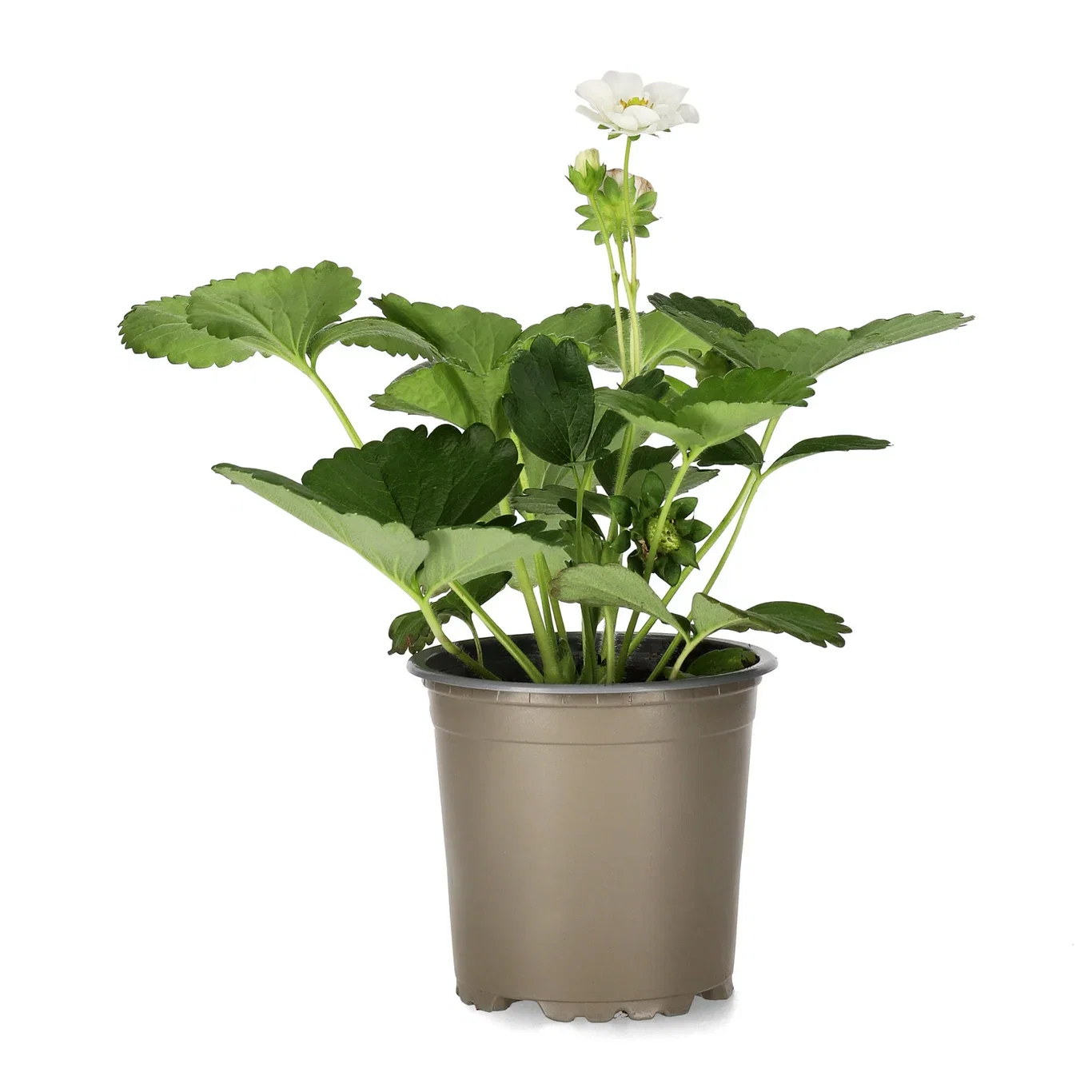 Fragaria x ananassa 'Summer Breeze Snow' KRAV 10,5cm