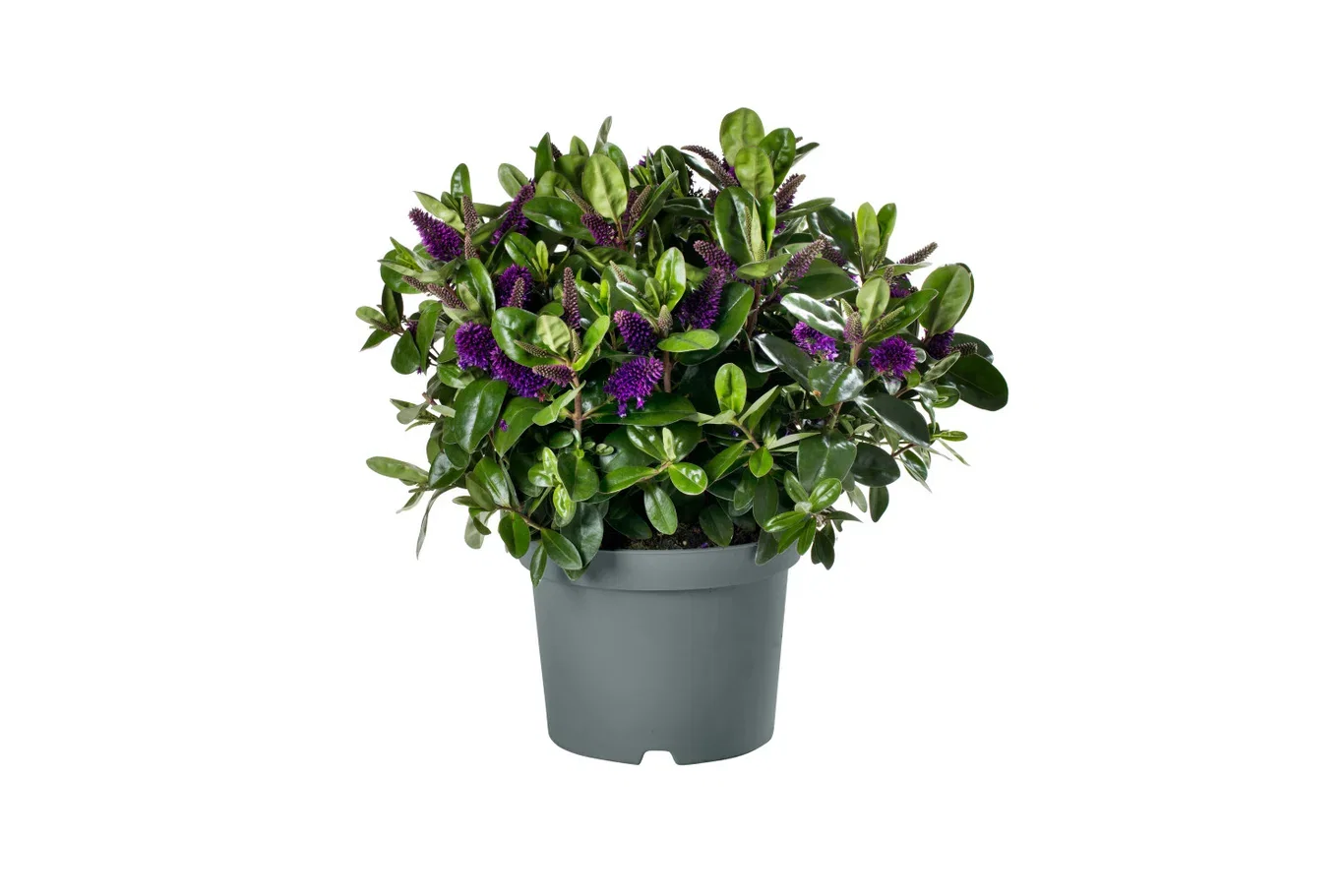 Hebe Andersonii Plante