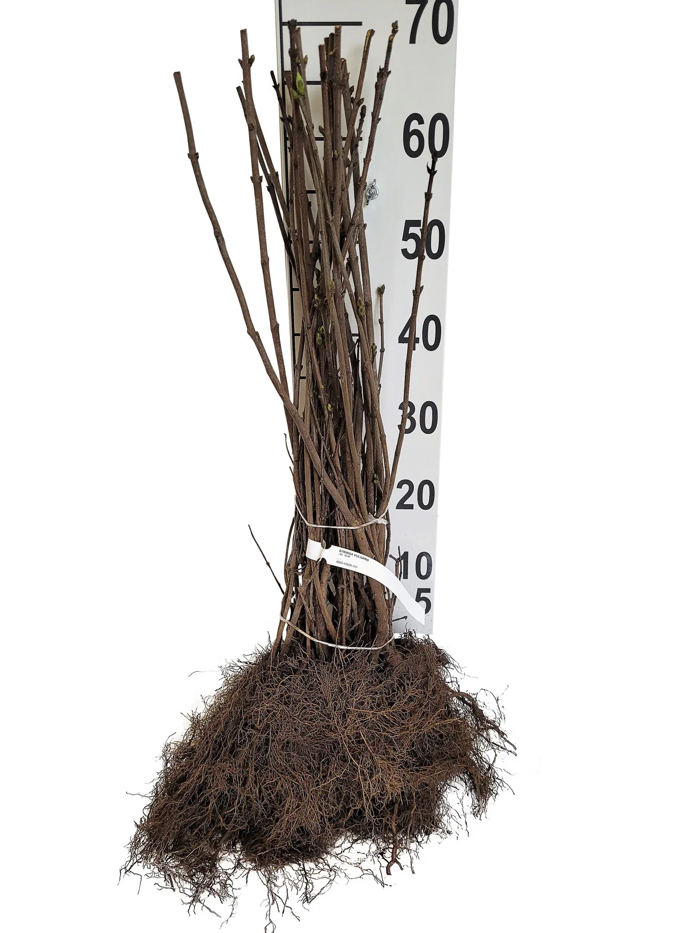 Syringa vulgaris 20-pack