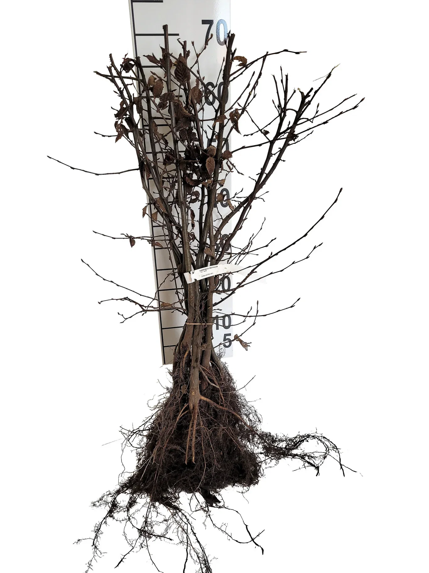 Carpinus betulus 20-pack