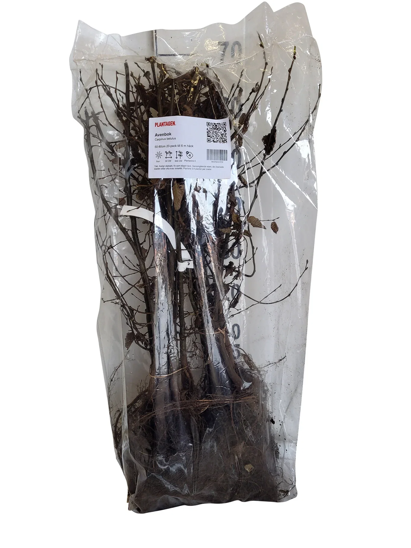 Carpinus betulus 20-pack
