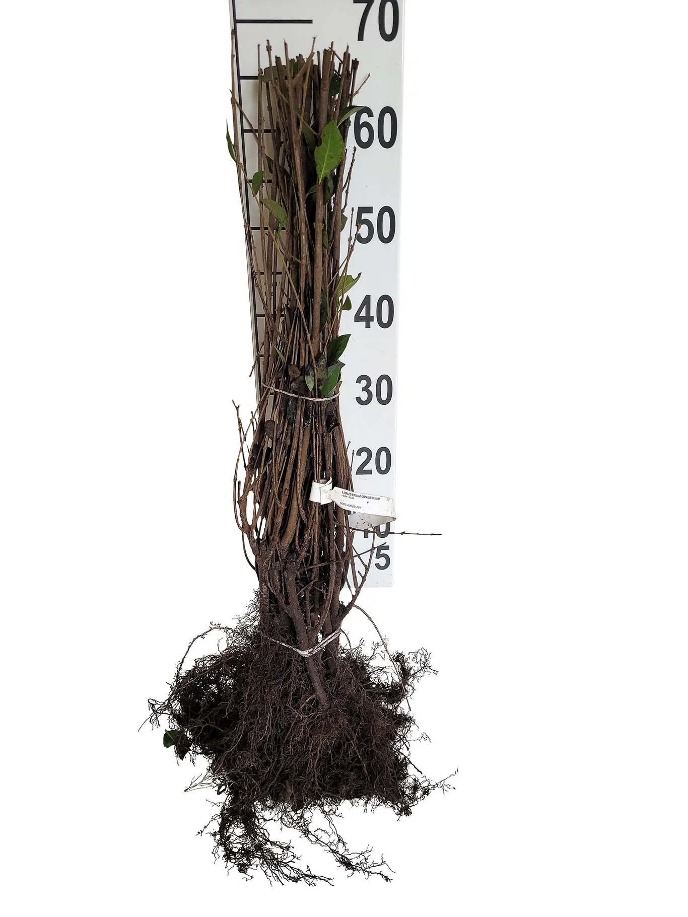 Ligustrum ovalifolium 20-pack