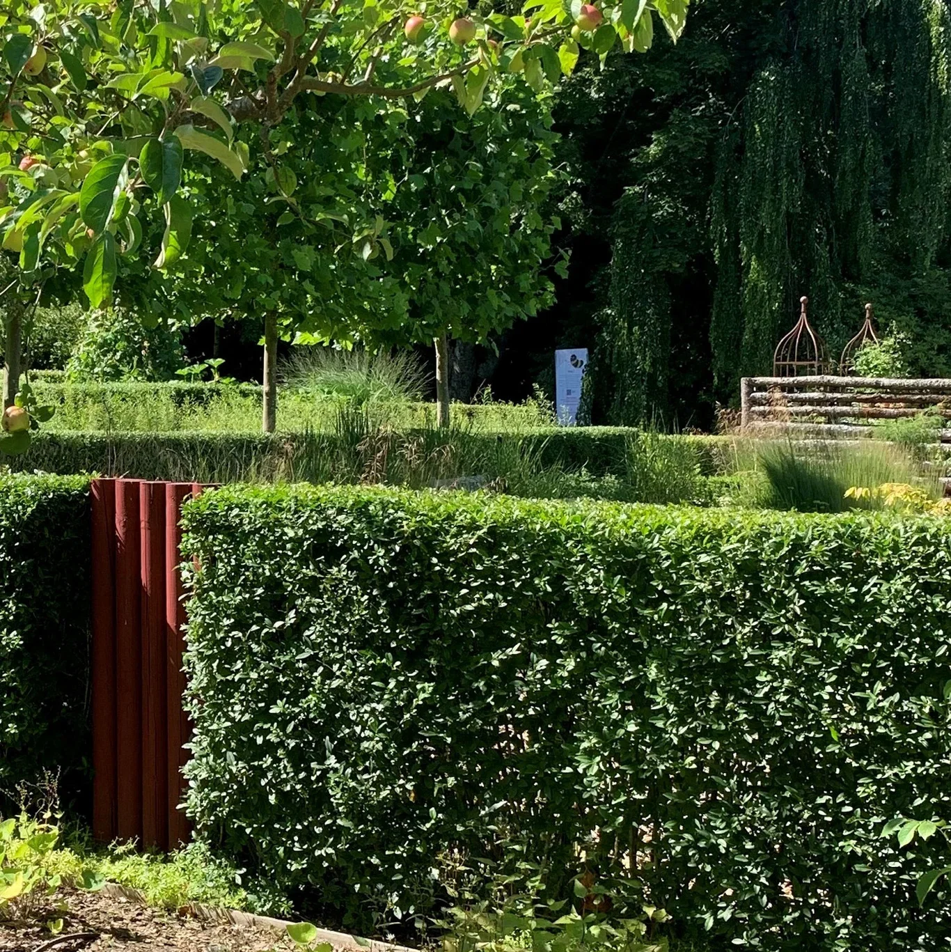 Ligustrum ovalifolium 20-pack