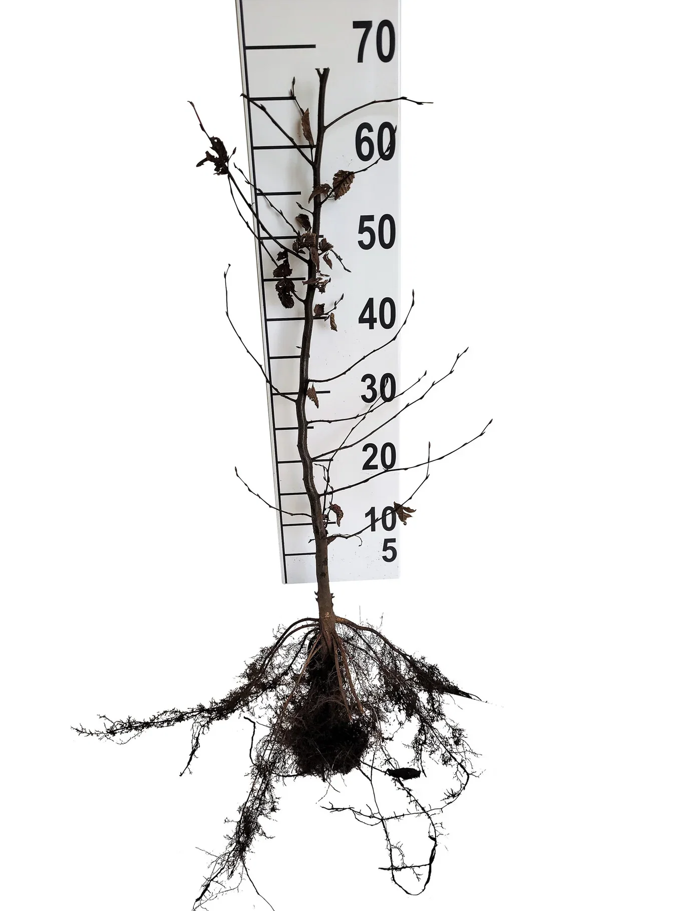 Carpinus betulus 20-pack