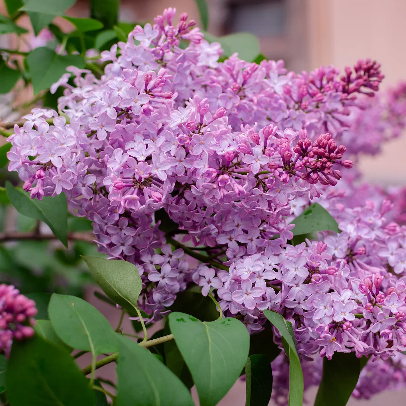 Syringa vulgaris 20-pack