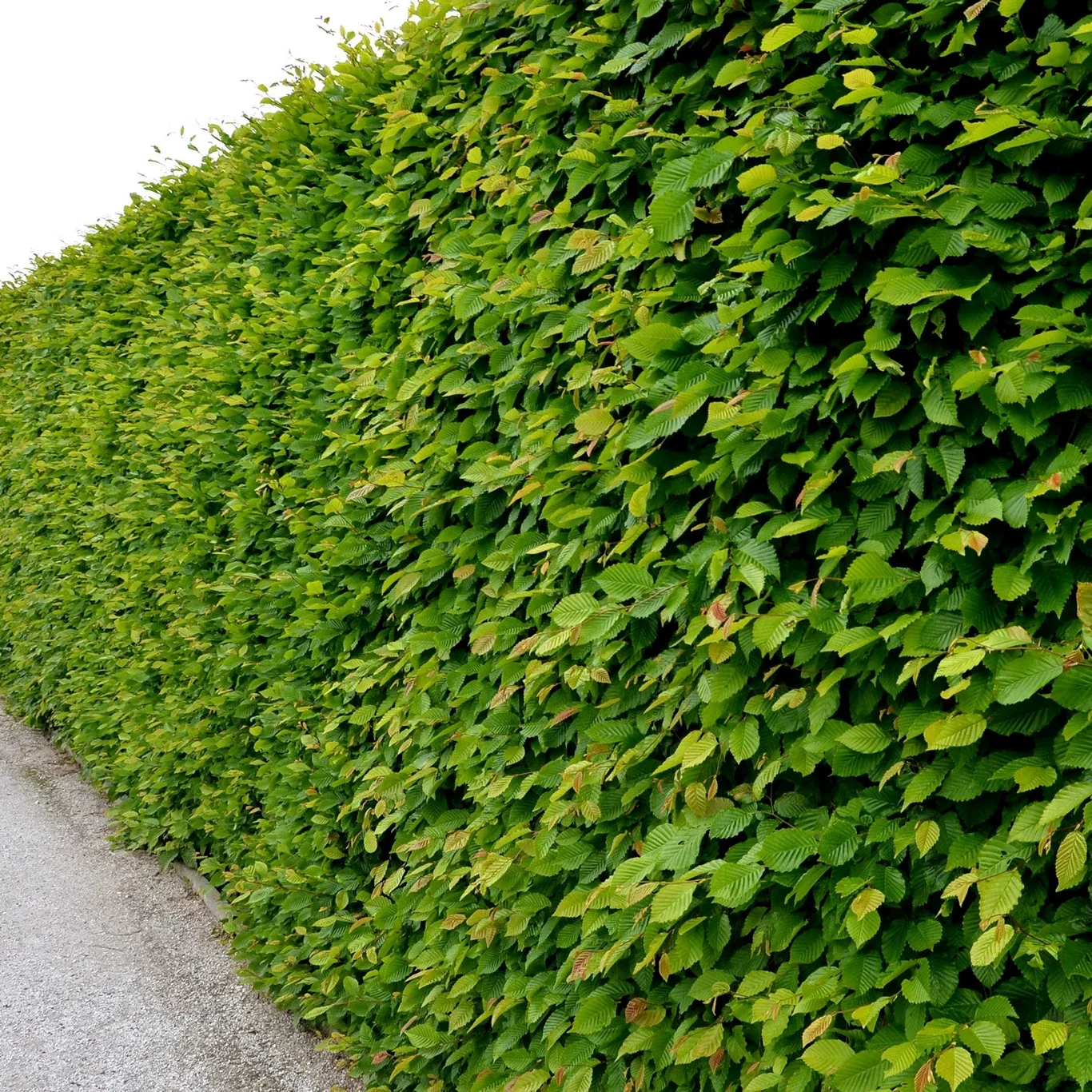 Carpinus betulus 20-pack