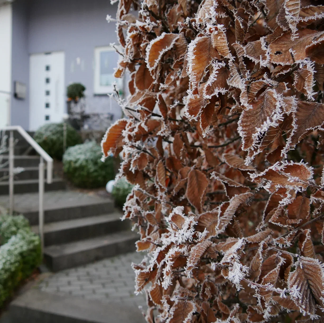 Carpinus betulus 20-pack