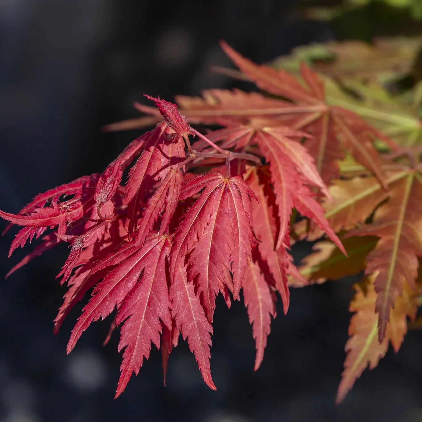 Acer pseudosieboldianum 'North Wind' ® C 15 XXL