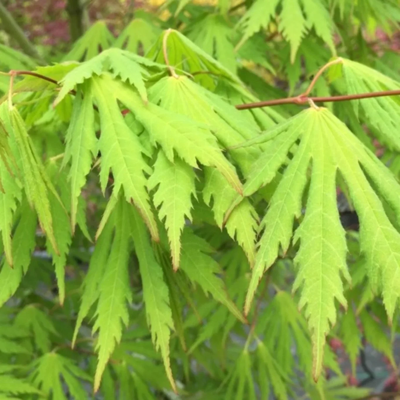 Acer pseudosieboldianum 'Arctic Jade' ® C 15 XXL