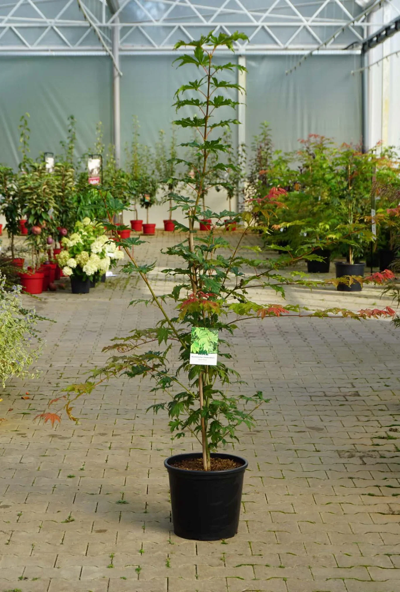 Acer pseudosieboldianum 'North Wind' ® C 15 XXL