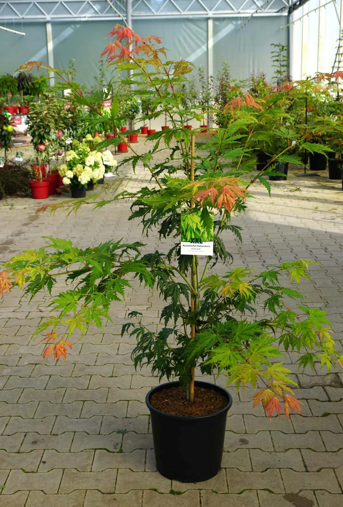 Acer pseudosieboldianum 'Arctic Jade' ® C 15 XXL