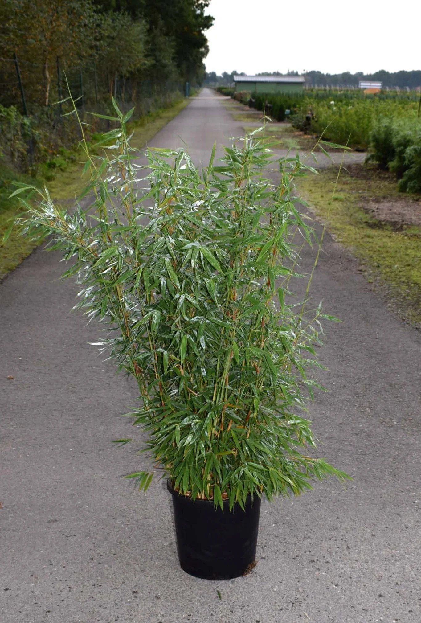 Gulrørgras 'Jumbo' XXL