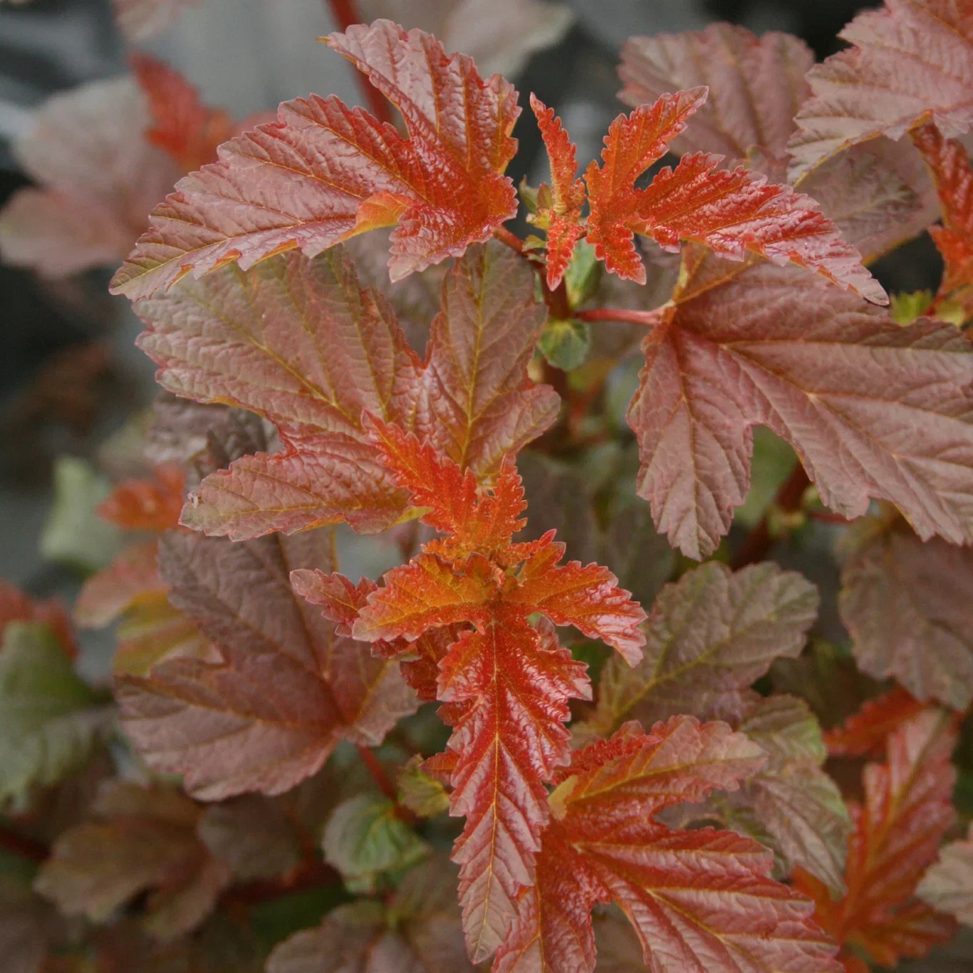 Blærespirea LADY IN RED® XXL