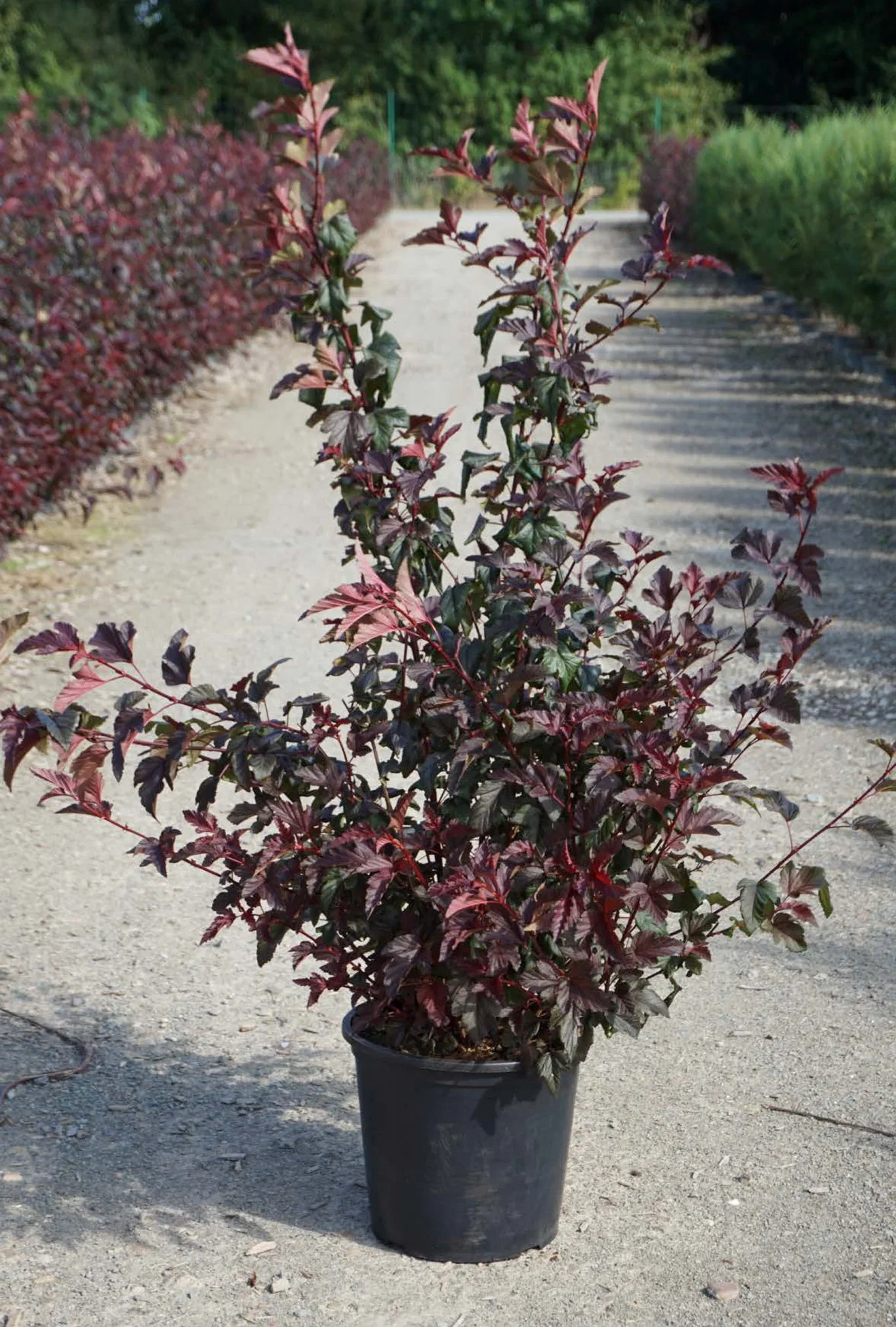 Blærespirea LADY IN RED® XXL