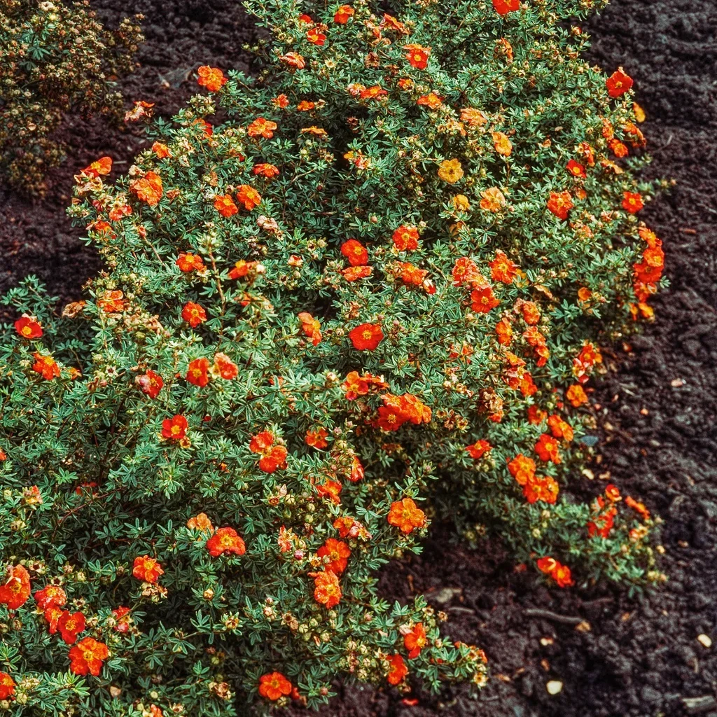 Dasiphora (Fruticosa-Gruppen) 'Red Ace' 23cm