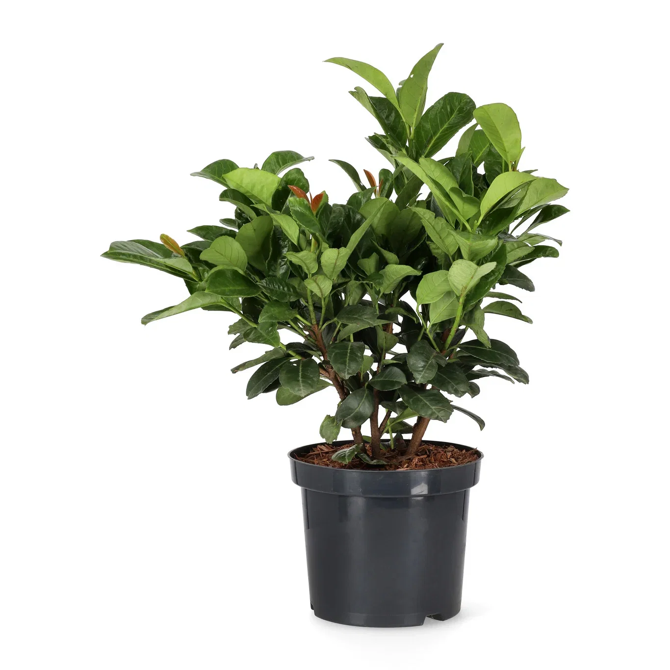 Prunus laurocerasus ETNA 30-40cm 20cm