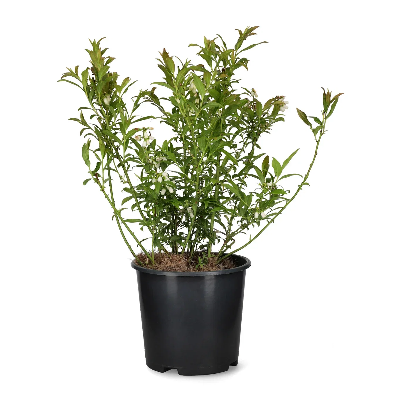 Hybridblåbær 'Putte' E