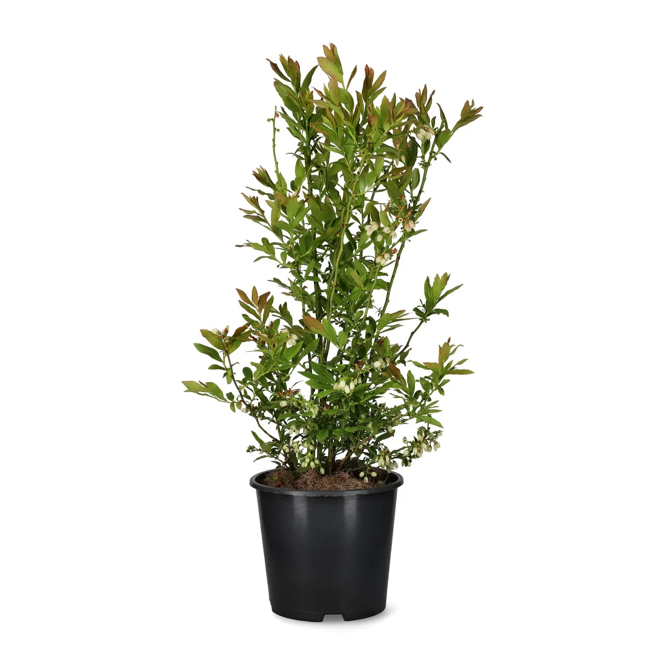 Hybridblåbær 'Emil' E