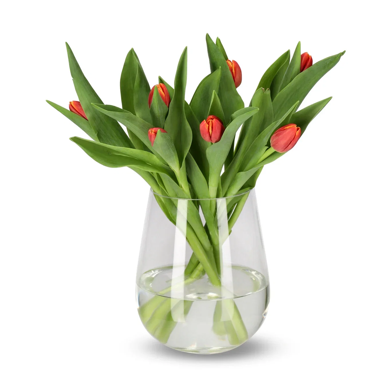 Tulipaner 7pk