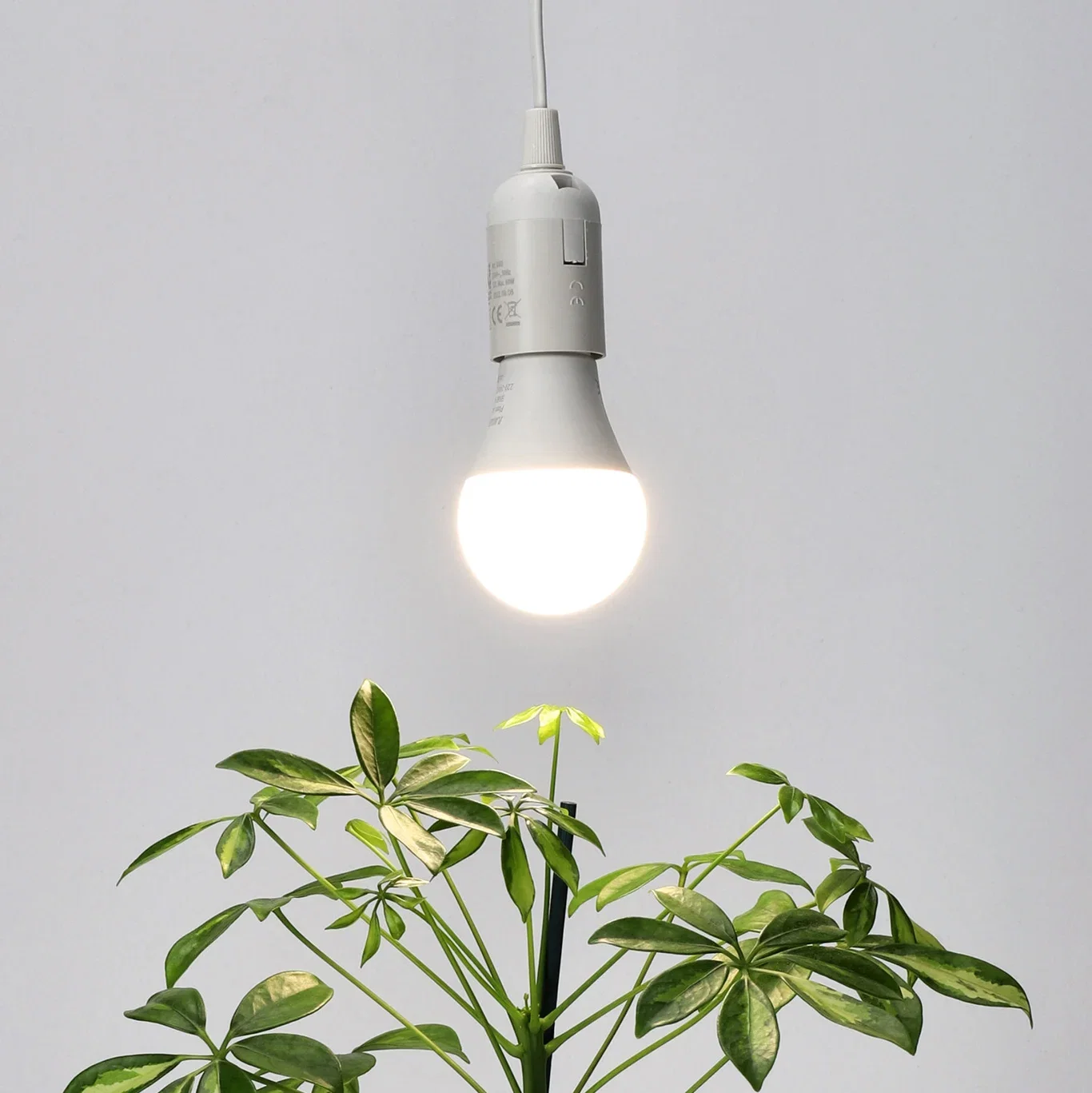 Plantelyspære LED 9W All year Albatross