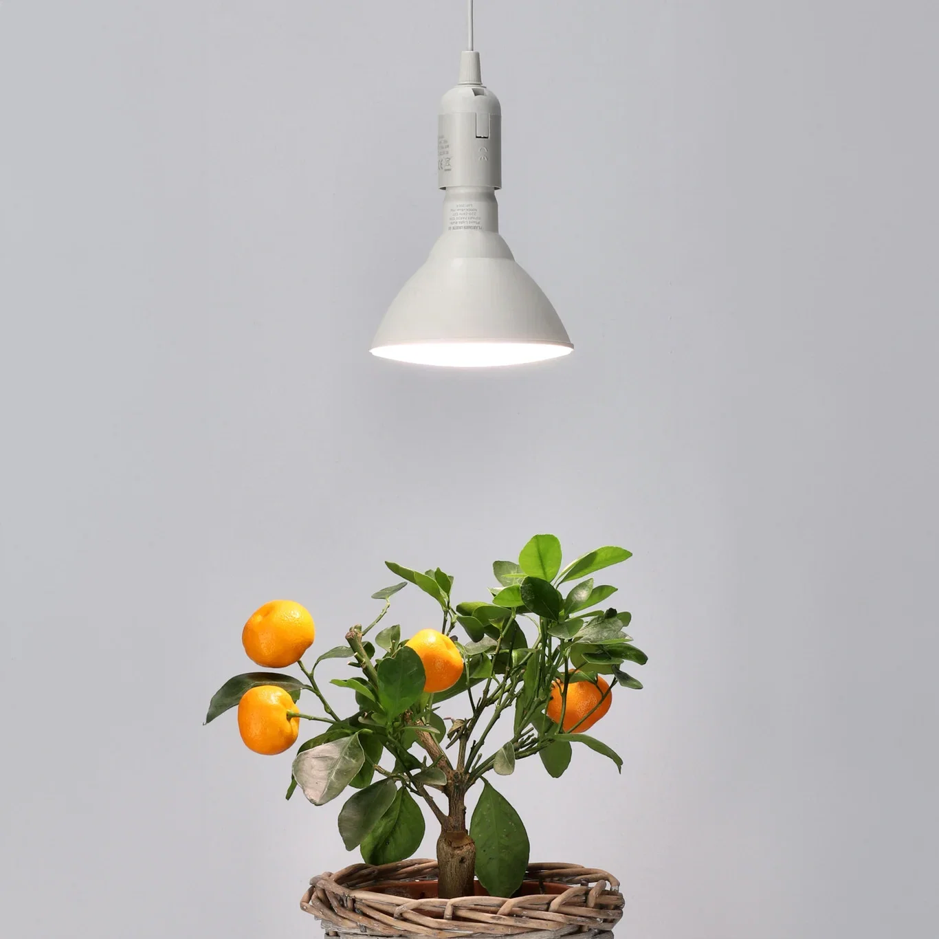 Plantelyspære LED 15W Winter Albatross