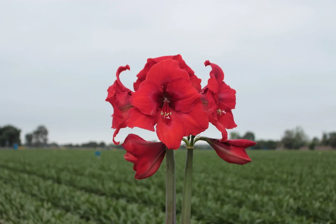 Hippeastrum 34+ 'Red Victory' 15 cm