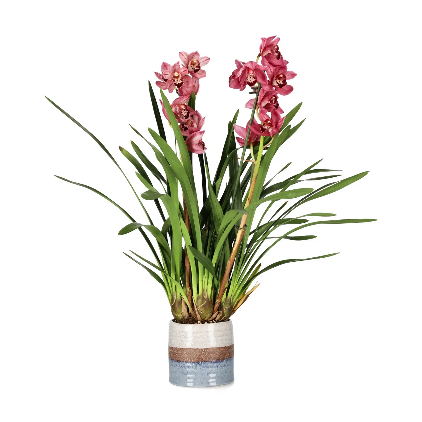 Doria pot D 13 multi