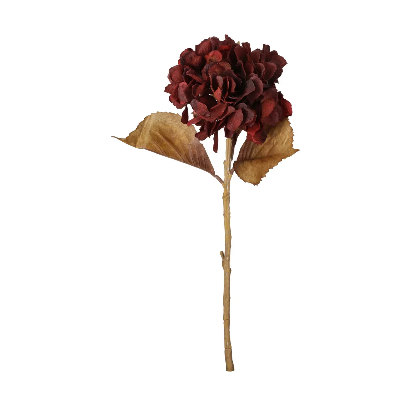 Hydrangea cut flower H44 burgundy
